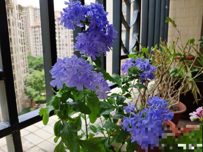 5个养花好习惯，学会了，啥花都能养爆盆！