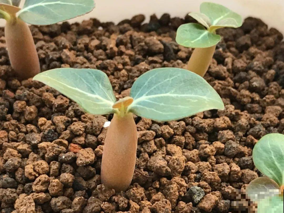 10种耐旱植物，平时少浇水，开花更准时！