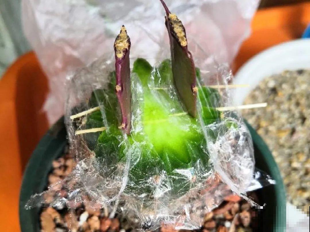 8种花，开完花别急着丢，剪一刀还能继续开