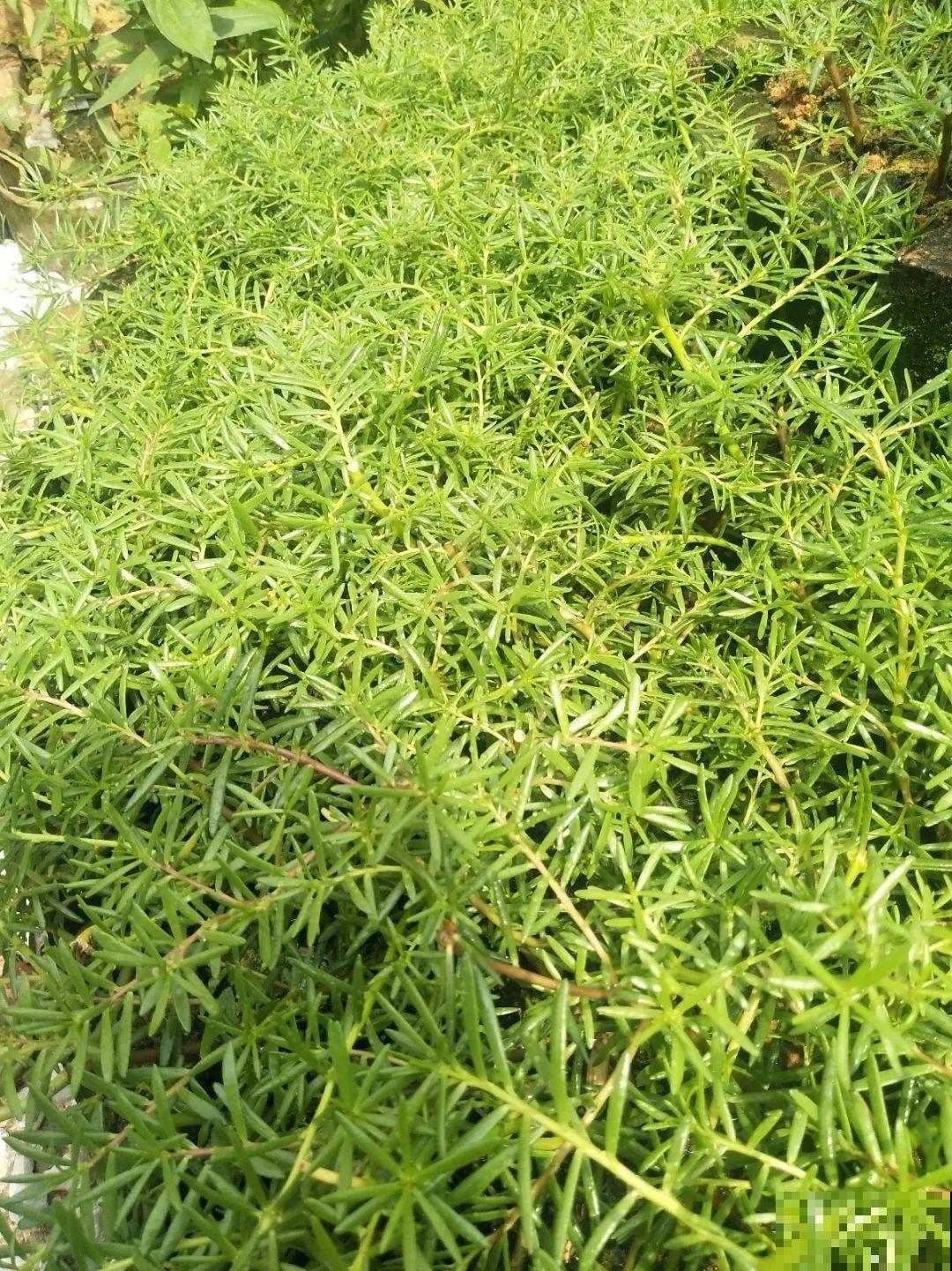 橡皮树春天要打顶，独杆变成大伞盖，叶子挤满盆！