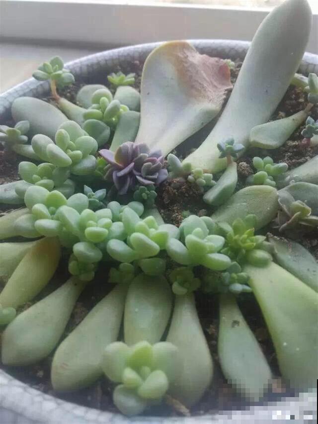 多肉叶插时，换个姿势，成活率大大提高！