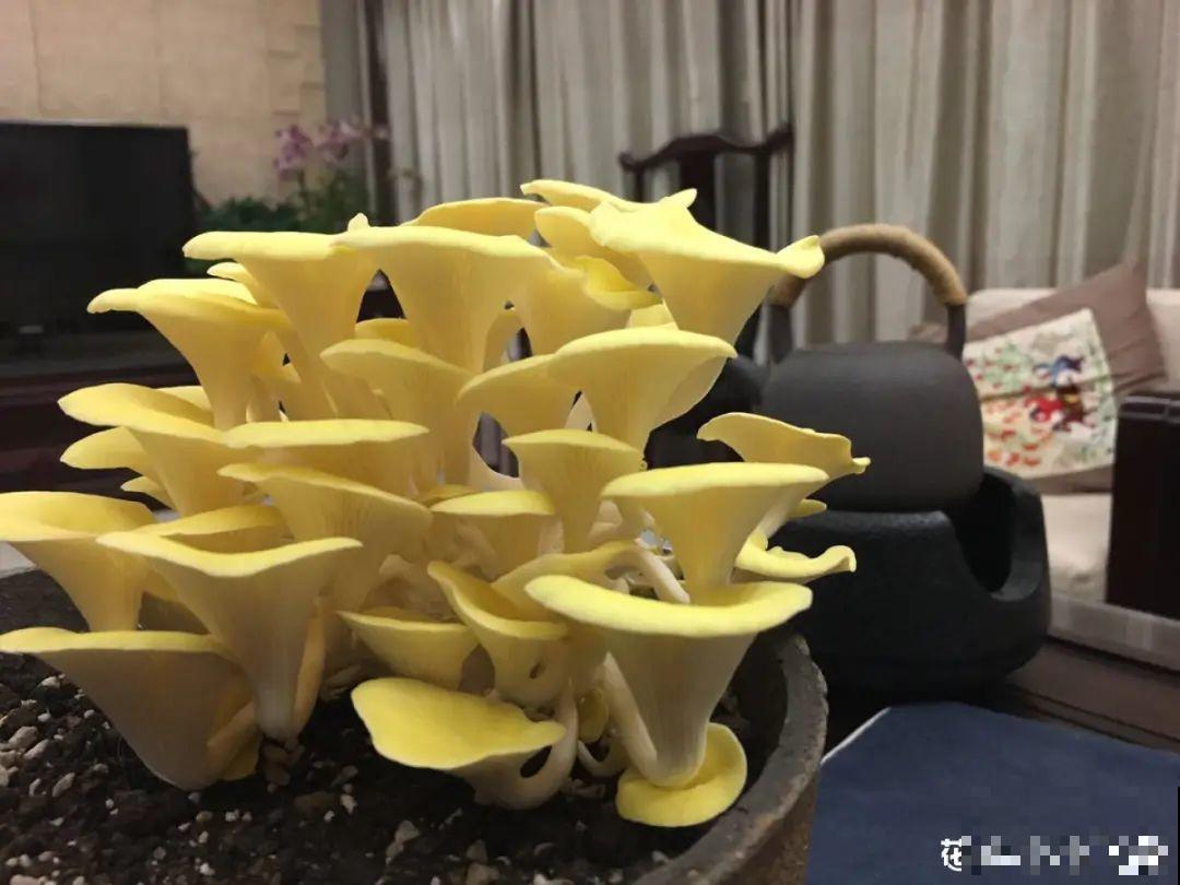 10种菜，阳台就能养，蹭蹭长满一盆，都快吃不了了