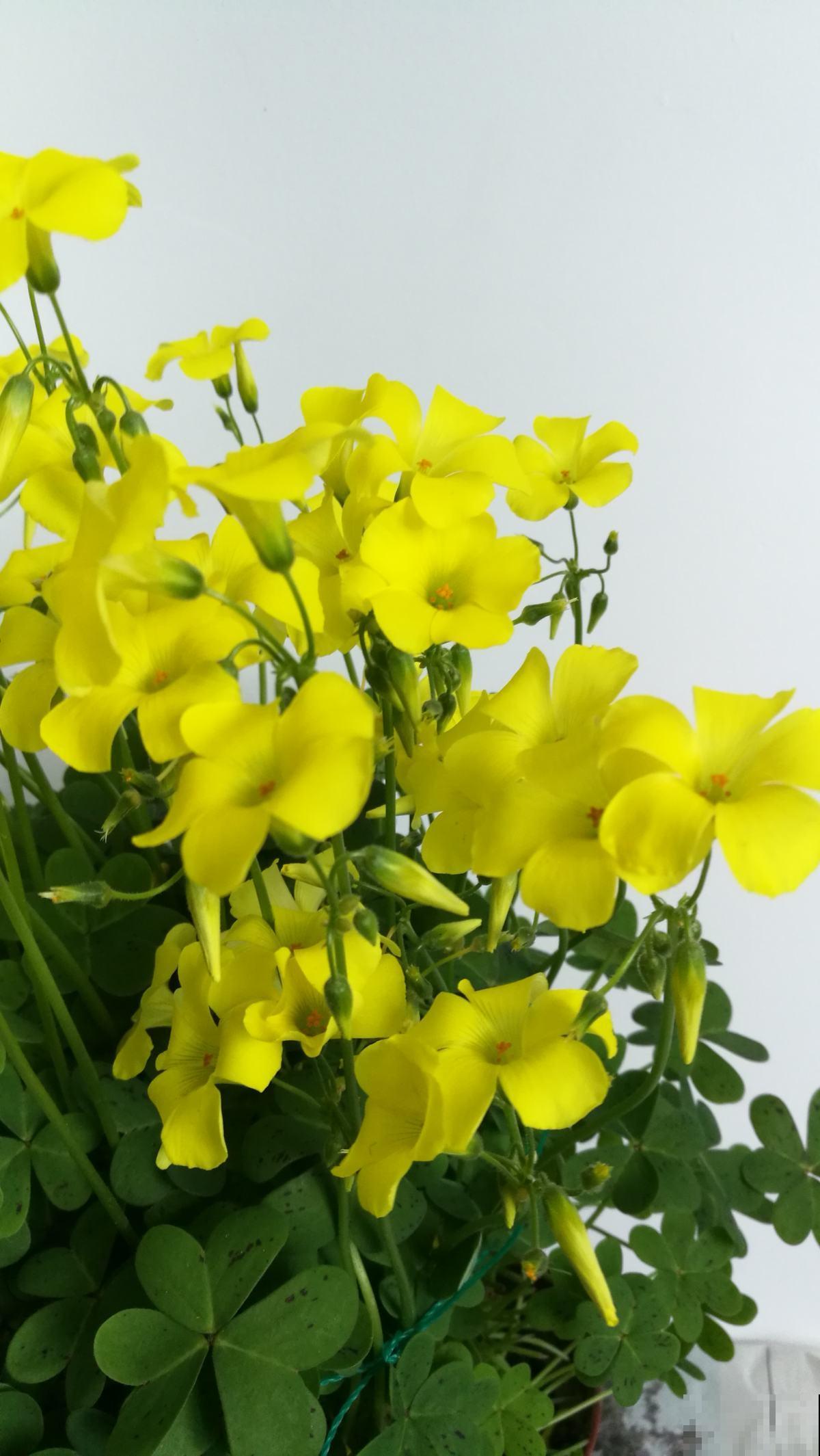 春天养这7种草花，开花像彩虹，养两盆就能把春天带回家