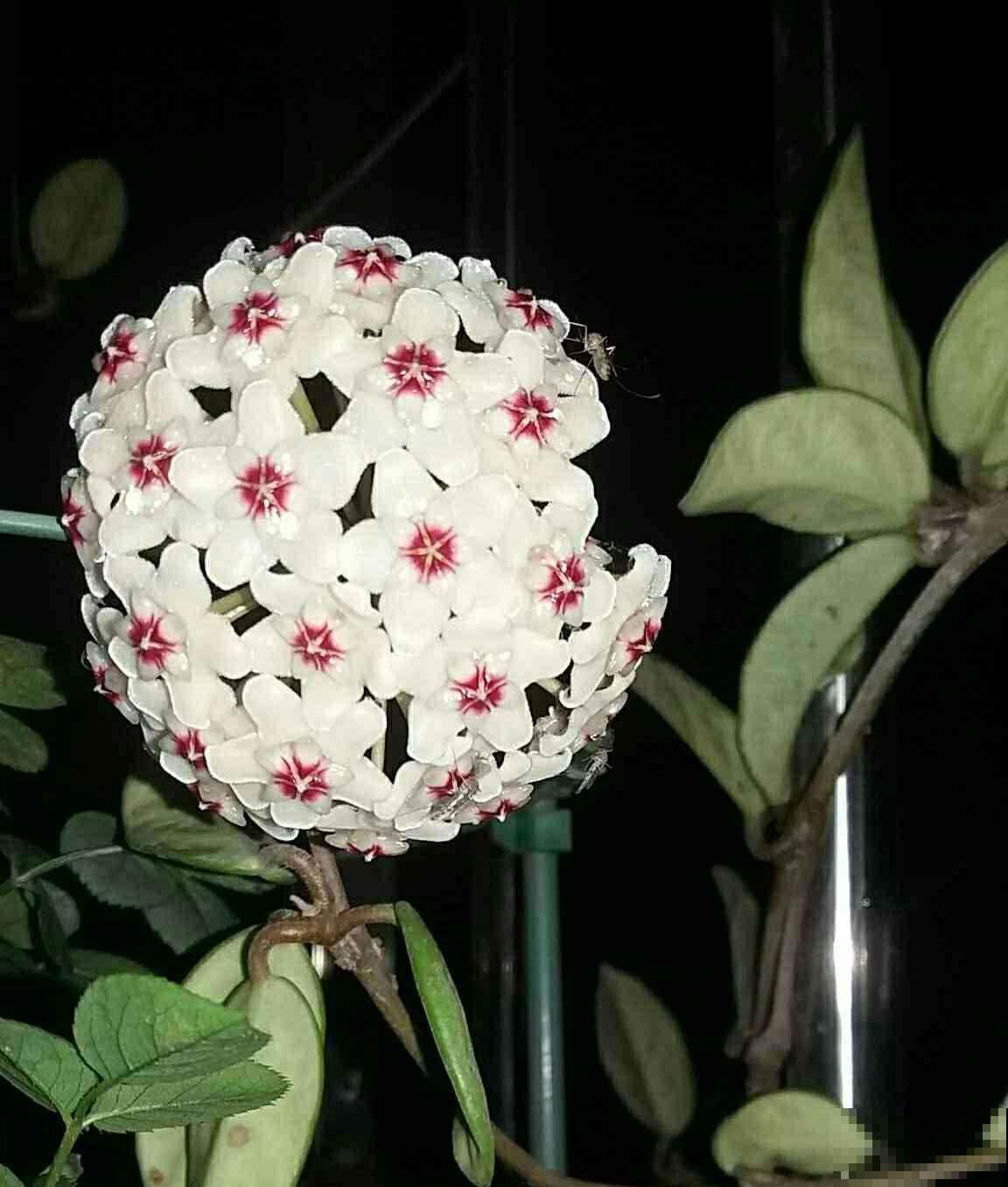 4种转运花，家里养一盆，一年到头招好运