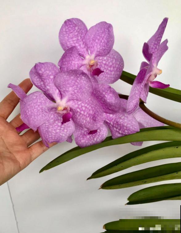 6种珍稀兰花，高贵优雅、价值不凡，见过一种就很厉害了！