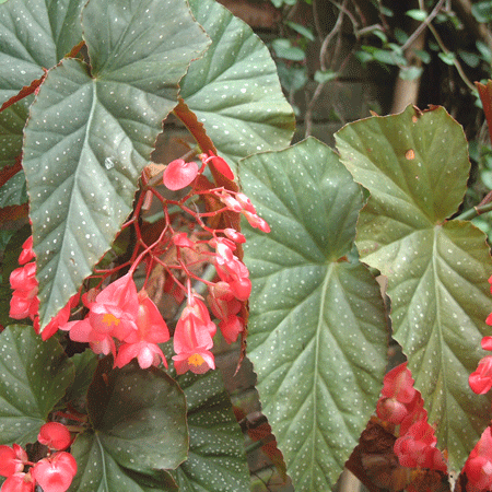 冷门海棠花，花朵垂下一串串，叶子美得像油画！
