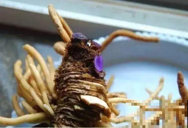 1粒小药片，碾碎丢水里，花像吃了兴奋剂疯长！