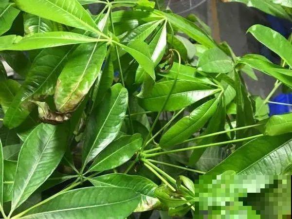 花叶子噗噗冒水珠，恭喜你，把花养灵了！