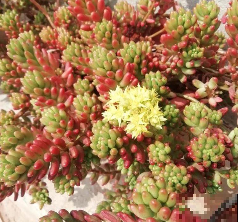 路边捡点蜂窝煤渣，碾碎拌土里，多肉呼呼长成胖墩子！