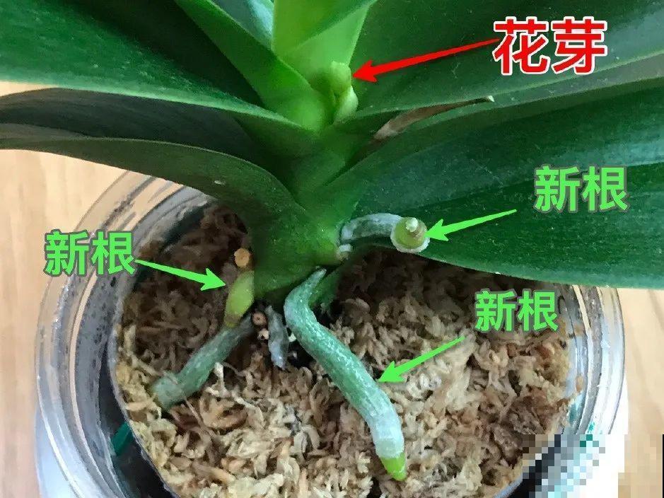天热了，8种花不能乱浇水，小心浇完就死！