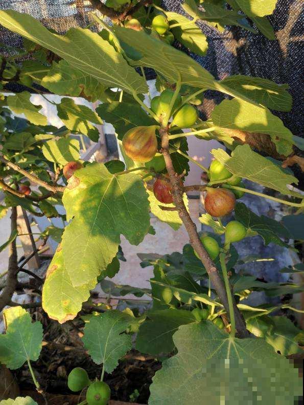 阳台种盆无花果，一次能结30个果，算下来比买的还便宜