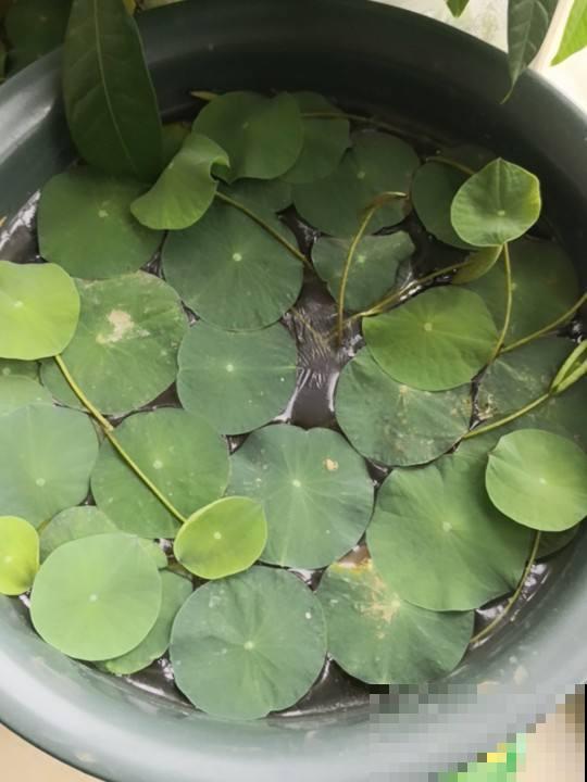 别羡慕公园里的大片莲花，咱自己在家也能养，厨房拿个碗就行！