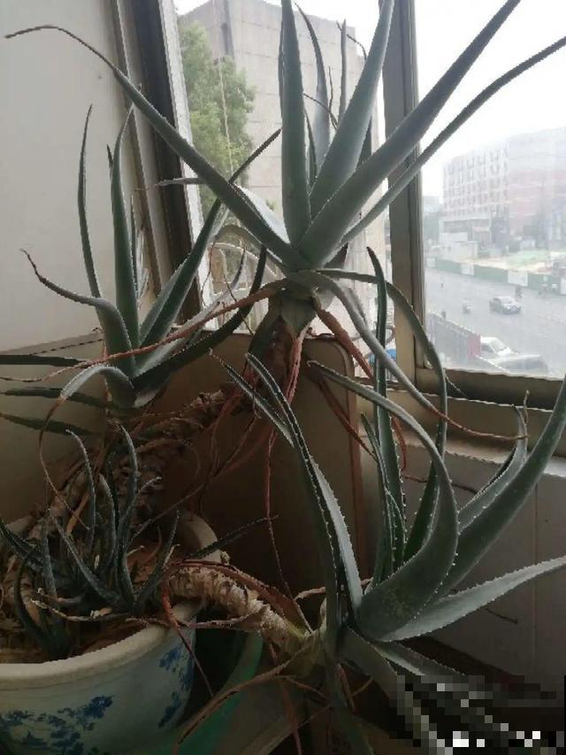 6种花能养成巨无霸，摆在家门口，路过的都称奇！