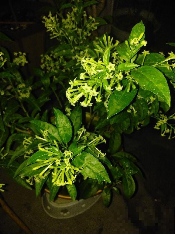 家里养这5种花，驱蚊杀菌除异味，蚊虫都变少了！