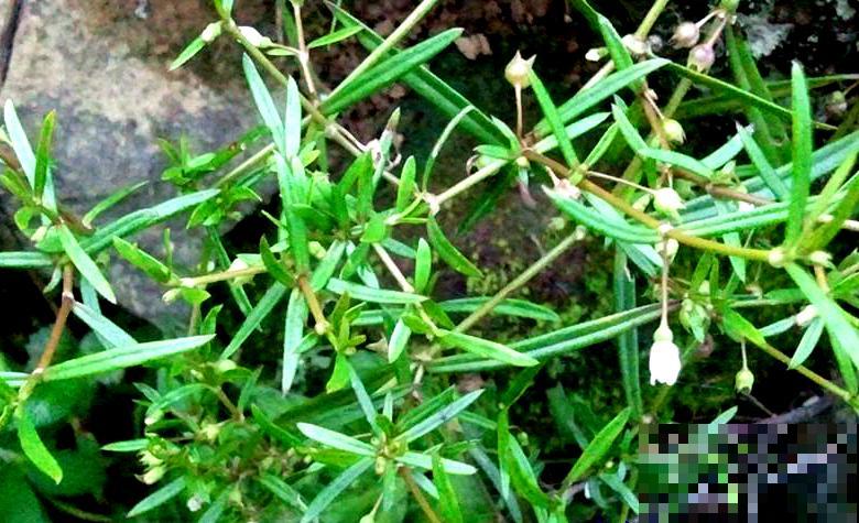 白花蛇草水你喝过吗？味道清奇，对身体极好，原料就是白花蛇舌草