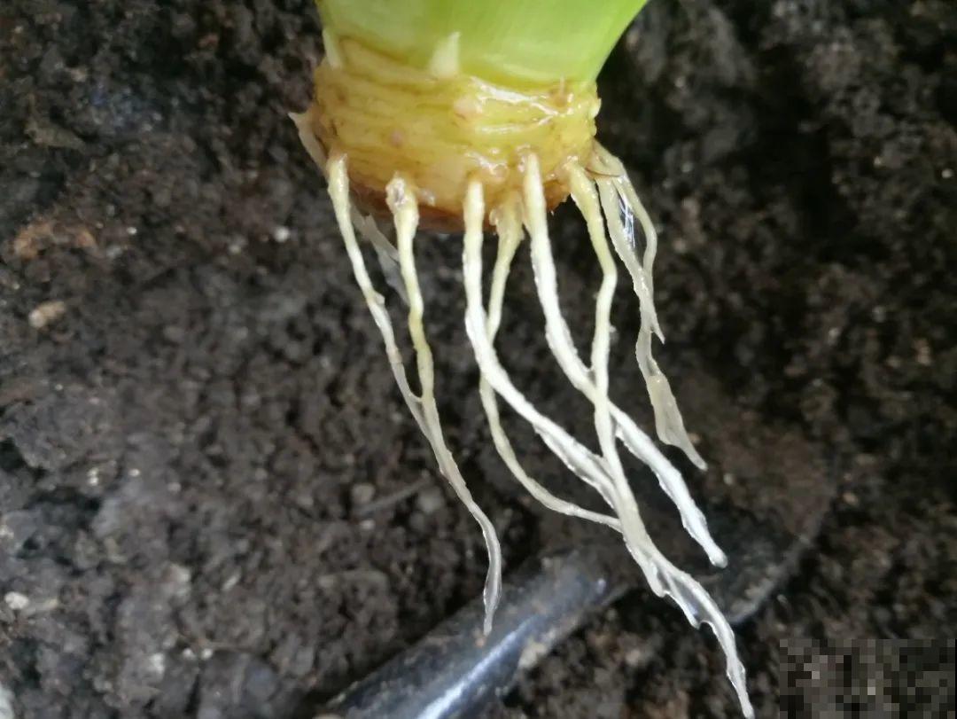 吃剩的菠萝头别扔，剪一剪种土里，结出金黄大菠萝