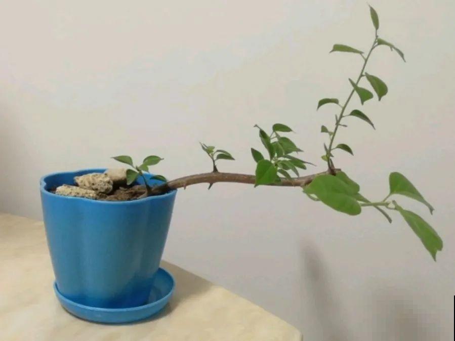 20种常见花，扦插方法大全，不用再花钱买了！