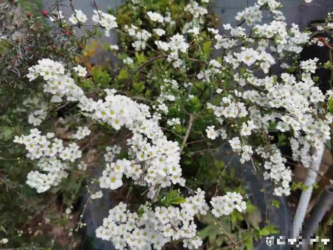 喷雪花花如其名，花量超大，开花像下雪