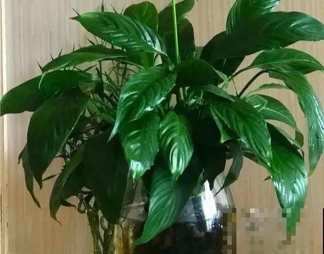 6种花一天不浇水，叶子就耷拉，缺水3天就死翘！