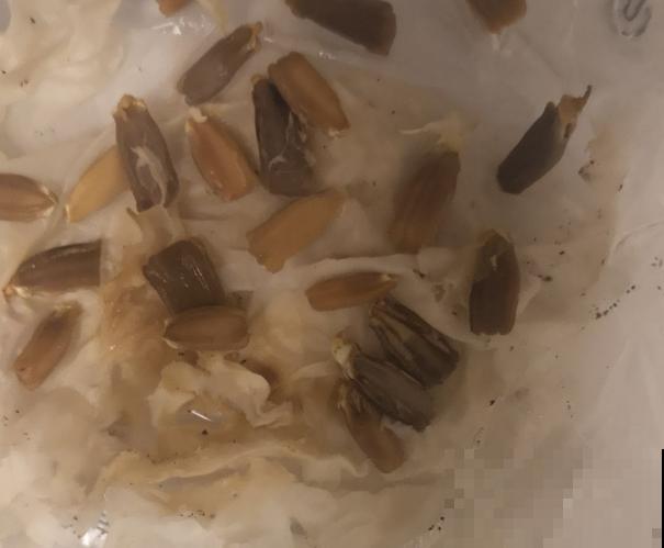 老人最爱养的植物，寓意福禄长寿，风水特别好！