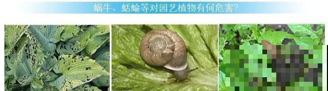 花盆旁边飞虫子，赶紧用药杀，现在用刚刚好