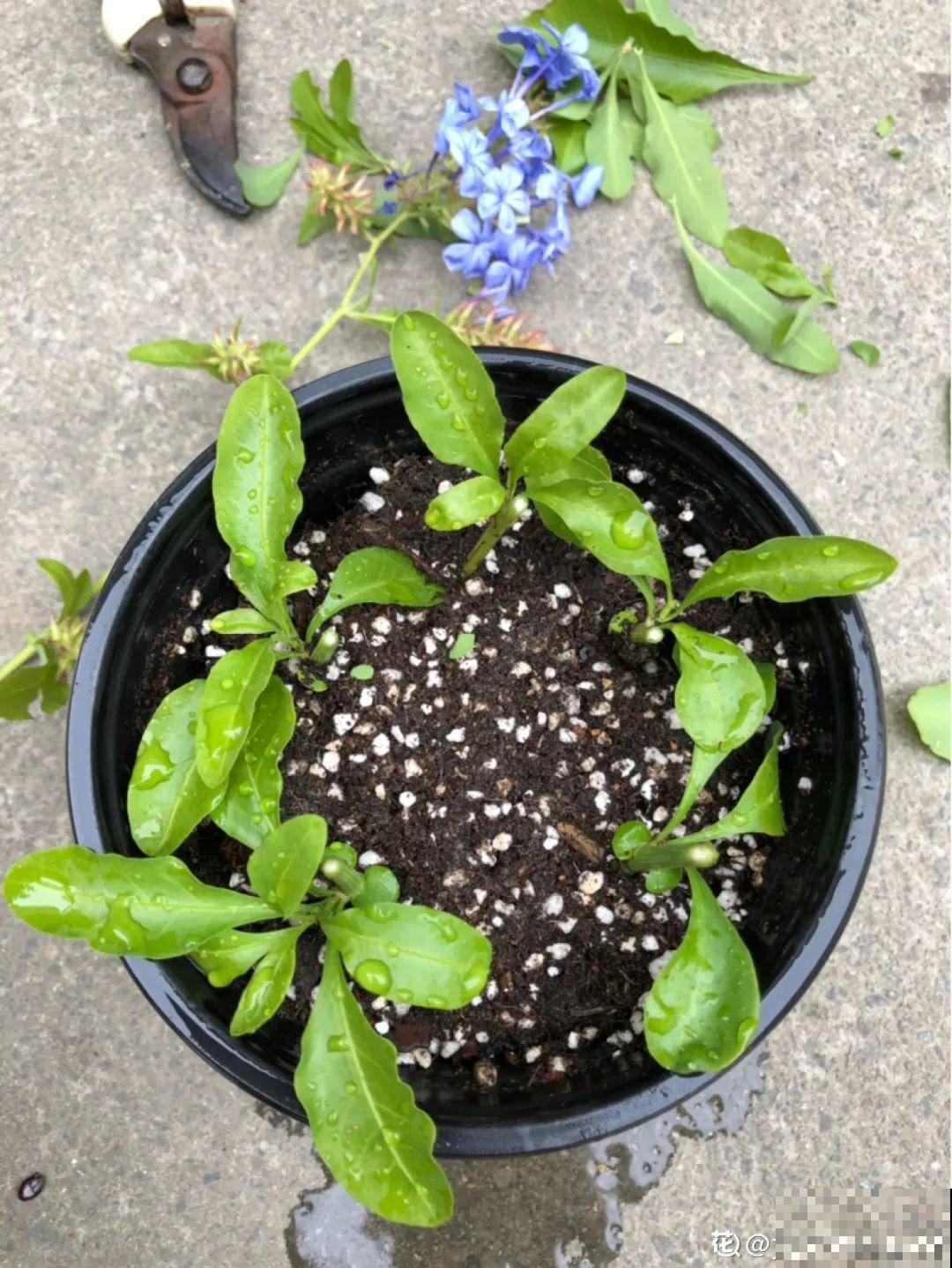 这10种花，天越热越扦插，3天冒出大白根！