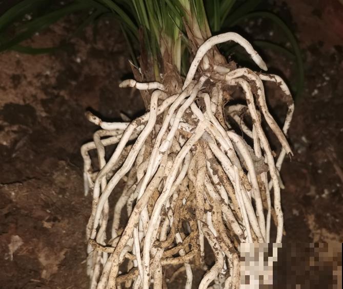 这花耐阴怕晒，摆在家里上档次，开花满屋子香味！