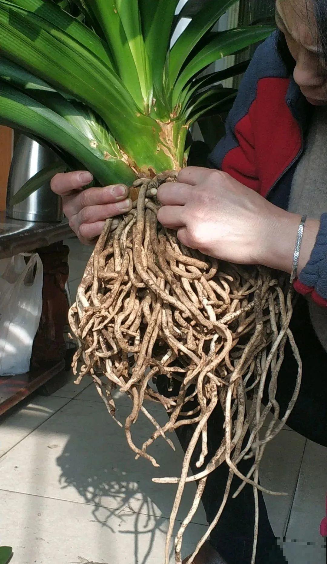 换盆的最佳时机到了，换完花儿就疯长，错过会后悔！