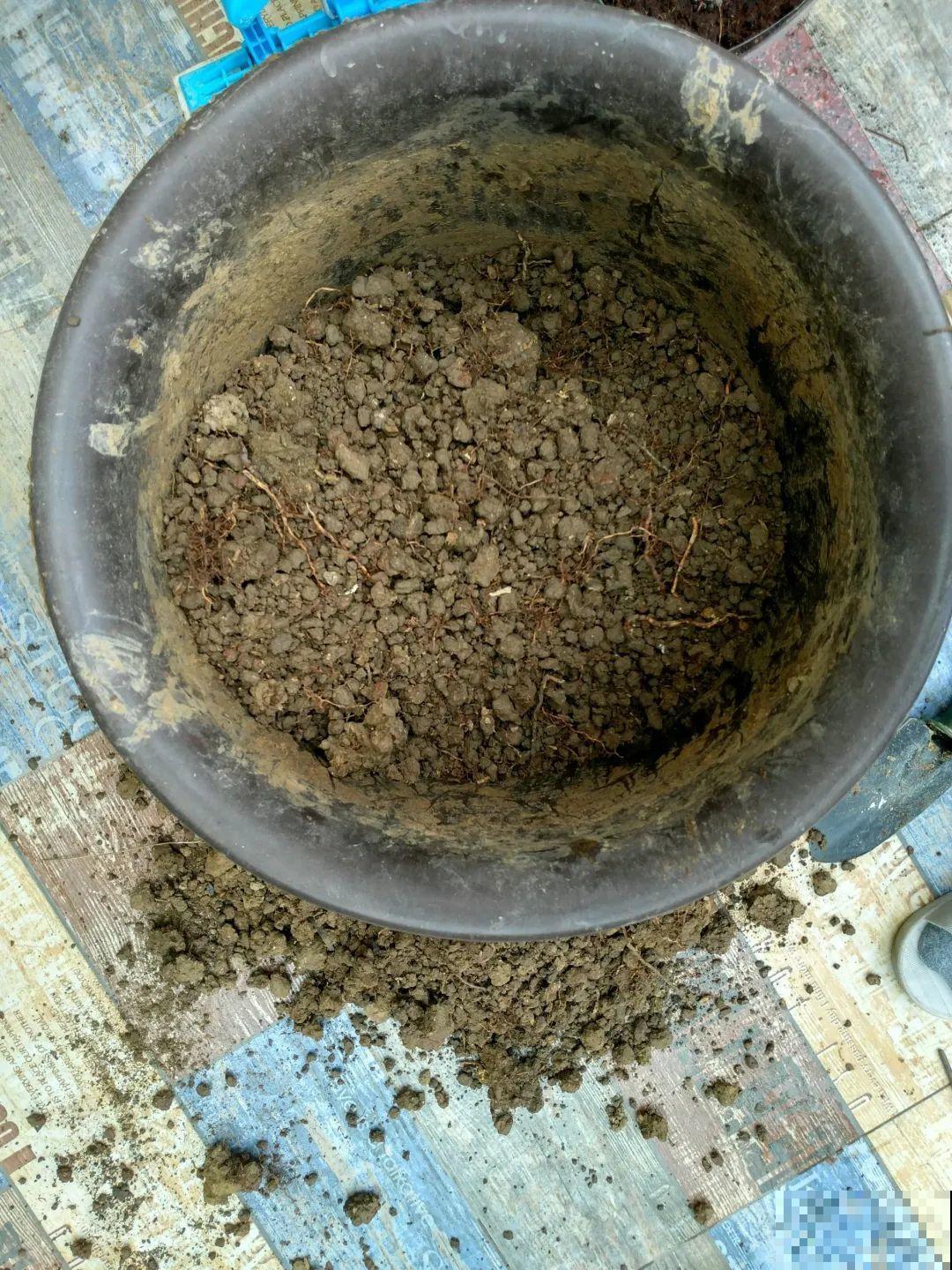 换盆的最佳时机到了，换完花儿就疯长，错过会后悔！