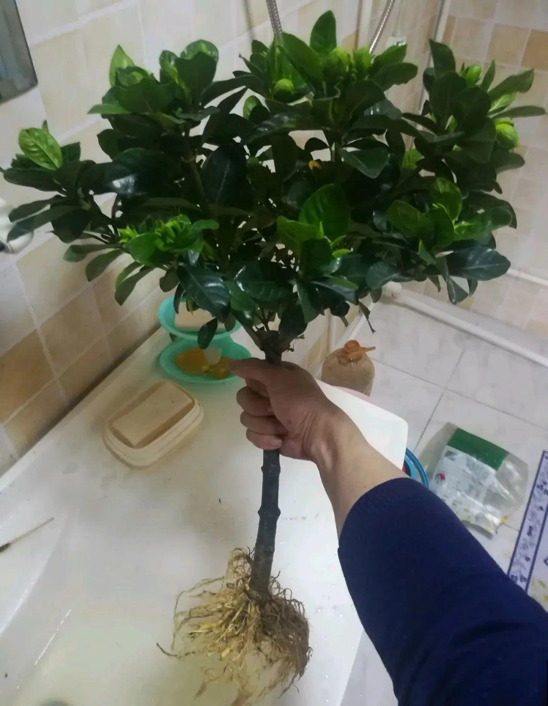 花一到春天就蔫巴，那是浇水浇少了，赶紧补水