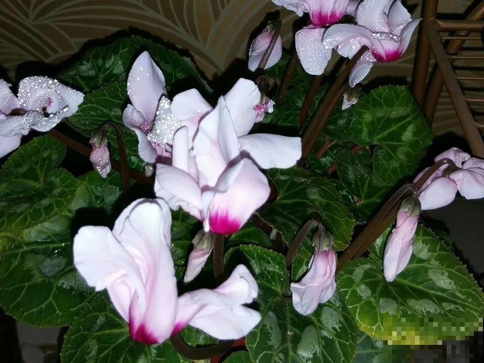 6种花一天不浇水，叶子就耷拉，缺水3天就死翘！