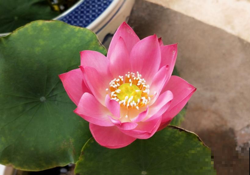 春天种碗莲，只需1粒种子1个碗，坐在家里裳荷花！