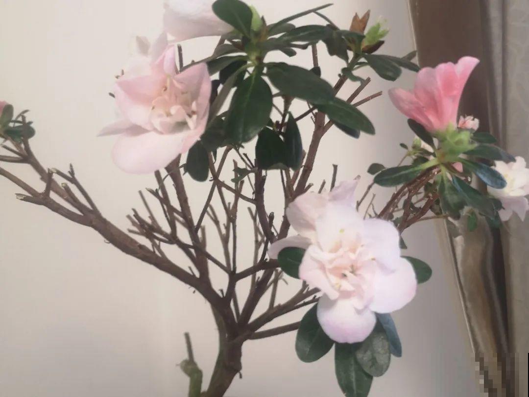 6种花一天不浇水，叶子就耷拉，缺水3天就死翘！