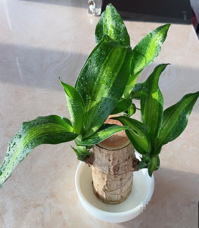网红植物幸运木，半截桩子泡水里，生根发芽成小树！