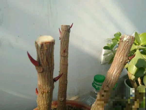 橡皮树春天要打顶，独杆变成大伞盖，叶子挤满盆！