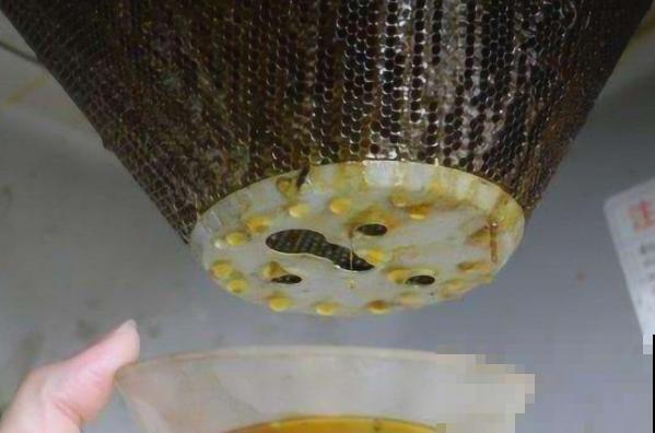 君子兰开成大花球，年年结果一大堆，原来秘诀是吃“废油”？