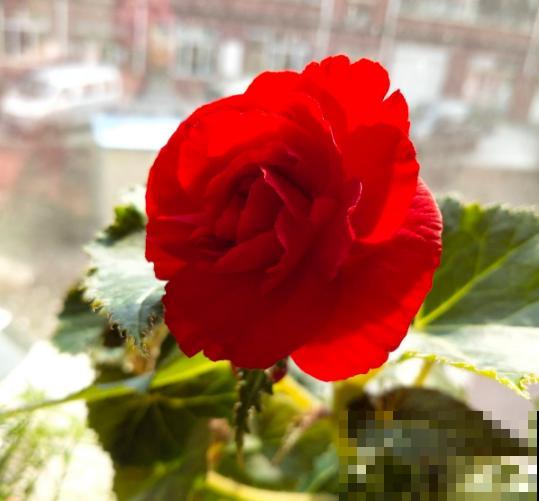 一种花公认最难养，却非常受欢迎，年年养死年年买！