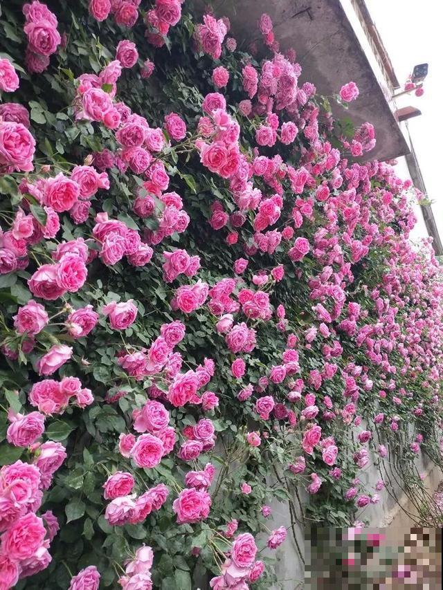 如果你有个院子，那一定要养这5种花，开花又多又香！