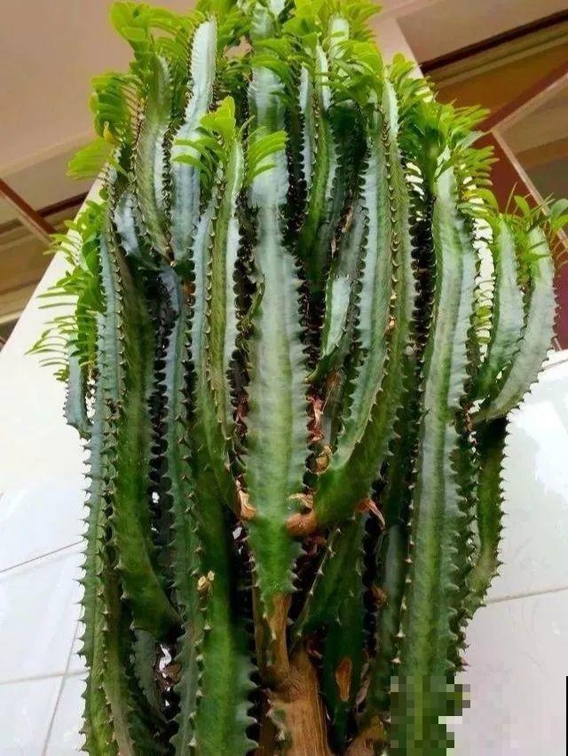 30年的芦荟，20年的龟背竹，硬生生把花养成了树！