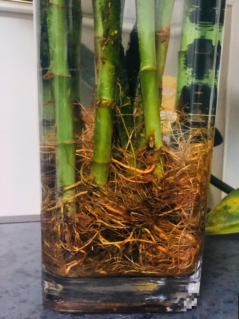 水培的富贵竹越养越黄，不如切一切塞土里，效果好百倍！