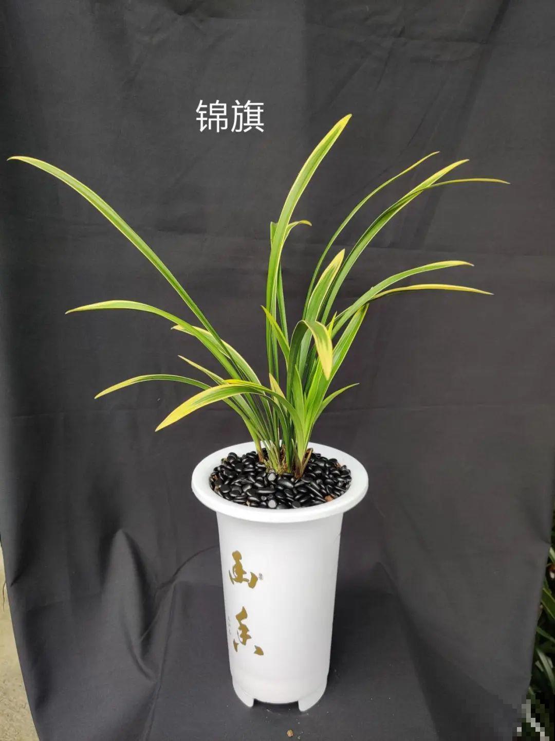 活的“香水花”，家里养一盆，有品位、气质佳！
