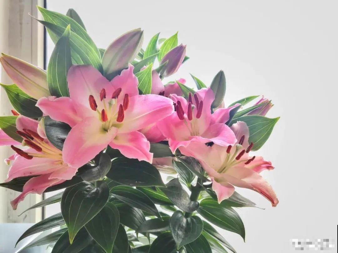 8种花，开完花别急着丢，剪一刀还能继续开