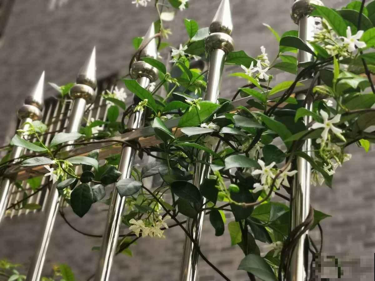 长得像大风车的茉莉花，一长一大丛，香味闻着就舒心！