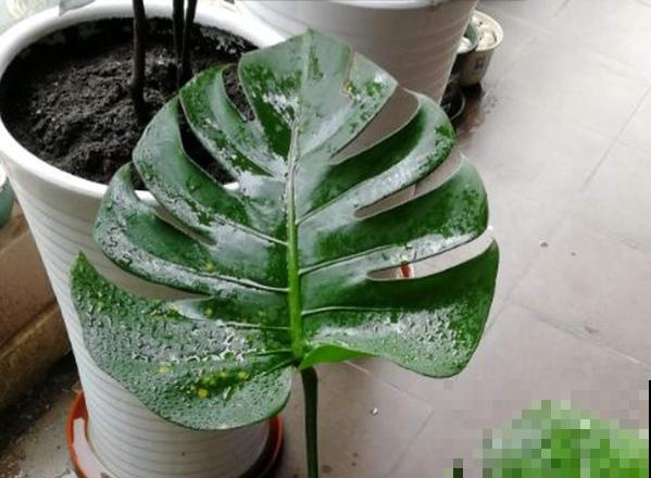 龟背竹不开背，这里叶子快摘掉，7天就能裂开！