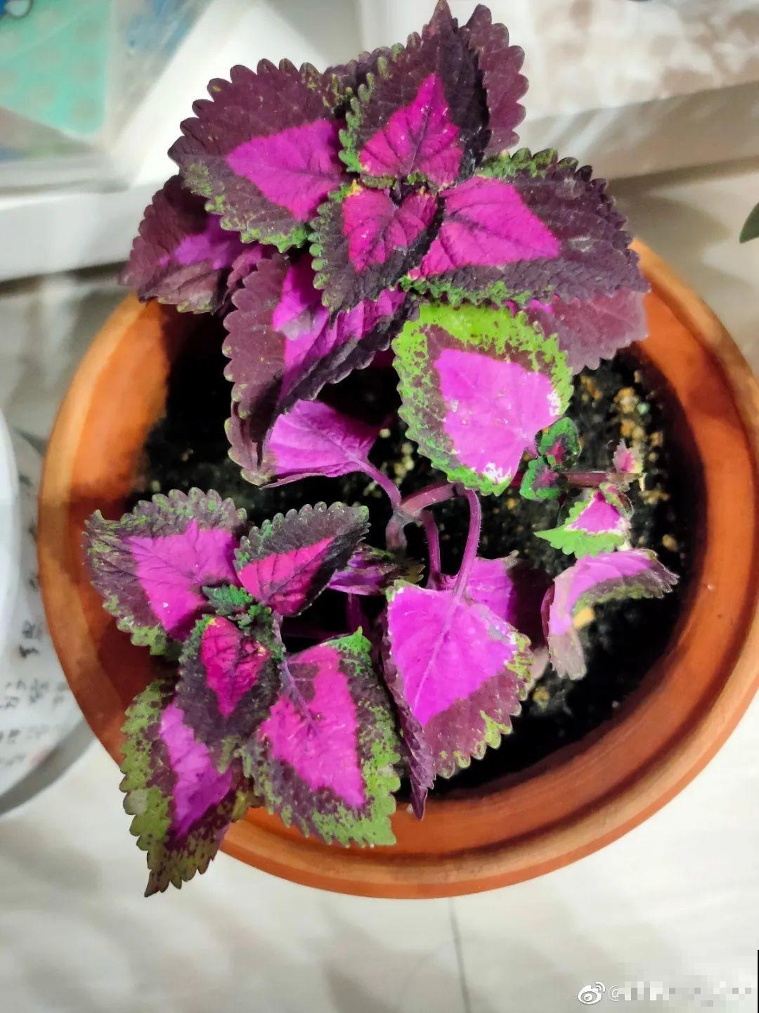 有品位的人，都爱这10种花，养一盆特有面子！