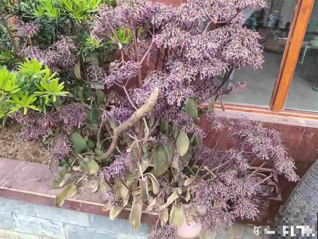 10种耐旱植物，平时少浇水，开花更准时！