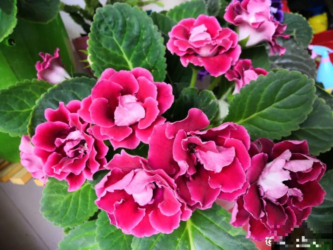 5种花别乱浇水，浇错了，花黄叶又烂根
