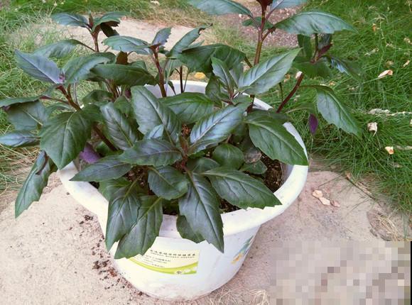 在超市卖很贵的补血菜，花盆里就能种，好看又好吃！