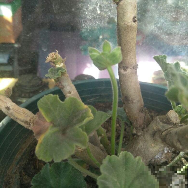 想把天竺葵养成树的，前人总结的妙招不得不知，太带劲了！