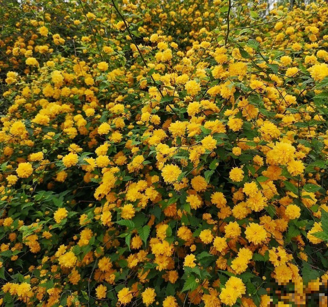 6种花种在大门口，花开一整片，镇宅又霸气！